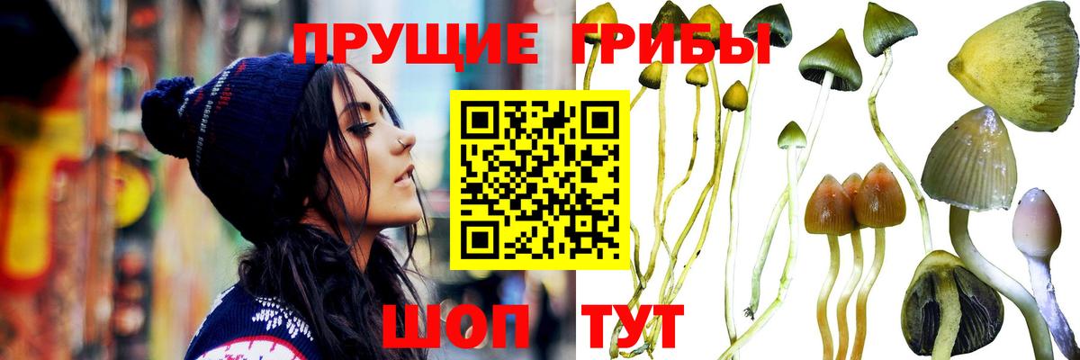 Галлюциногенные грибы Psilocybine cubensis  Вход с VPN  Псилоцибиновые грибы мицелий  купить наркоту  Сибай 